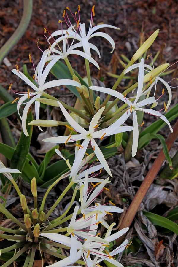 white starburst lily Learn about Crinum hildebrandtii 'Spring Starburst' | Spring Starburst Hildebrandt's Crinum Lily
