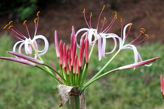Image of Crinum ligulatum 'Star Power'|Juniper Level Botanic Gdn, NC|