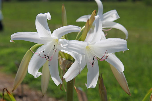 Image of Crinum lugardiae 'White Dove'|Juniper Level Botanic Gdn, NC|
