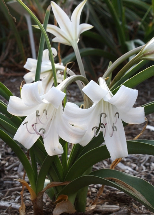 Image of Crinum lugardiae||