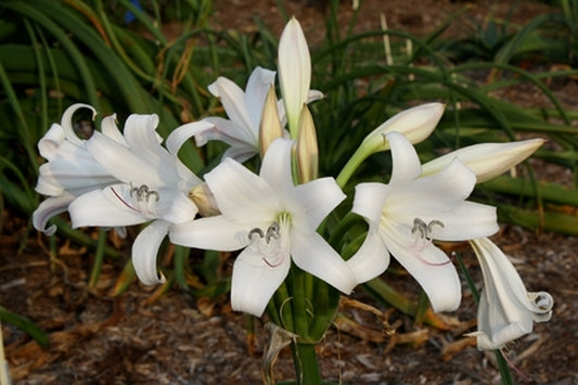 Image of Crinum macowanii Malawi||