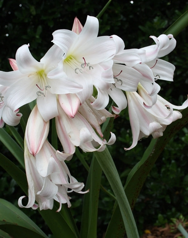 white south african lily Crinum macowanii