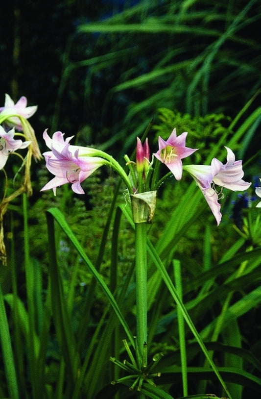 Image of Crinum x powellii 'Cecil Houdyshel'|Juniper Level Botanic Gdn, NC|JLBG