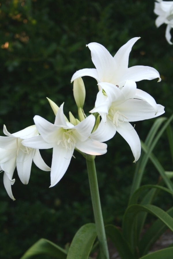 elephant lily flower Crinum powellii Eden