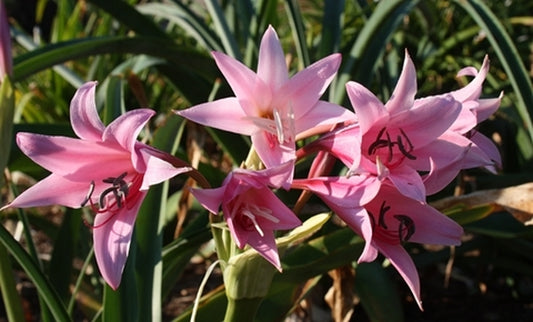 Image of Crinum x powellii 'Kitty Clint'||