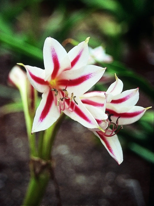 Image of Crinum scabrum|Juniper Level Botanic Gdn, NC|JLBG