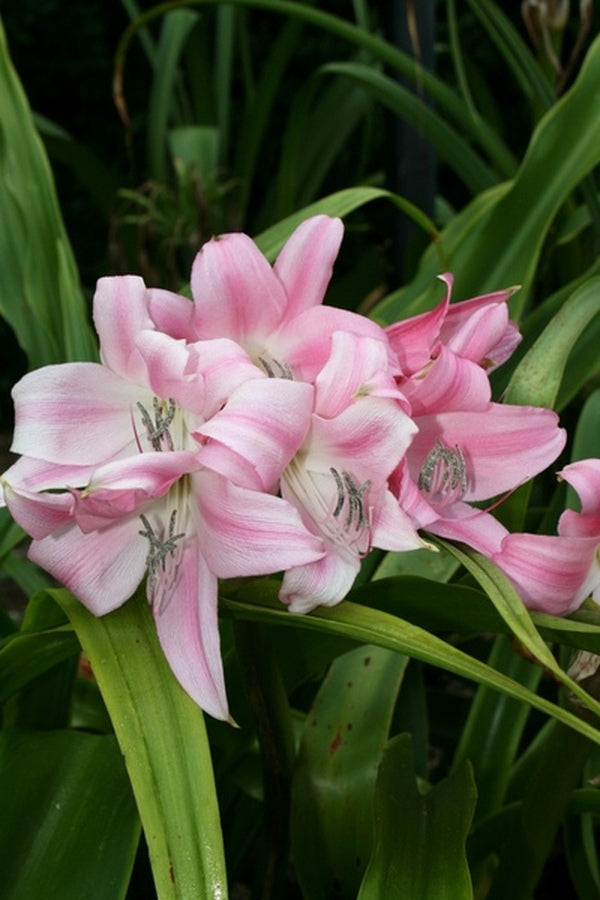 lily white party Crinum worsleyi Garden Party