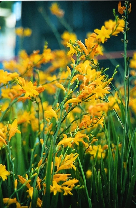Image of Crocosmia 'Jenny Bloom'|Juniper Level Botanic Gdn, NC|JLBG