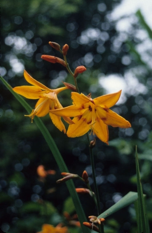 Image of Crocosmia 'Star of the East'|Juniper Level Botanic Gdn, NC|JLBG