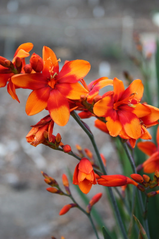Image of Crocosmia 'Walbreyes' PP 17,165|Juniper Level Botanic Gdn, NC|JLBG