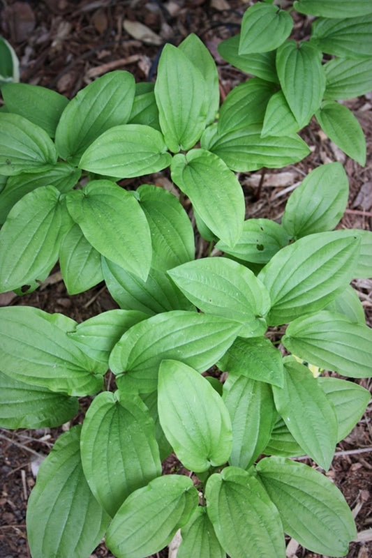 Image of Croomia pauciflora 'Portersville'|Juniper Level Botanic Gdn, NC|JLBG