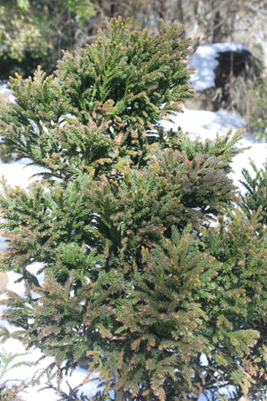 Image of Cryptomeria japonica 'Birodo'||
