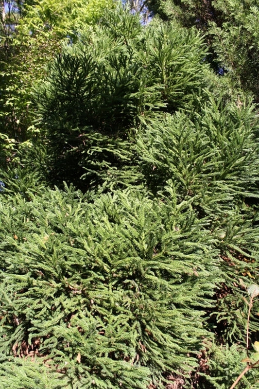 Image of Cryptomeria japonica 'Giokumo'|Juniper Level Botanic Gdn, NC|JLBG