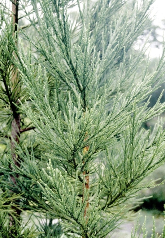 Image of Cryptomeria japonica 'Gracilis'|Juniper Level Botanic Gdn, NC|JLBG
