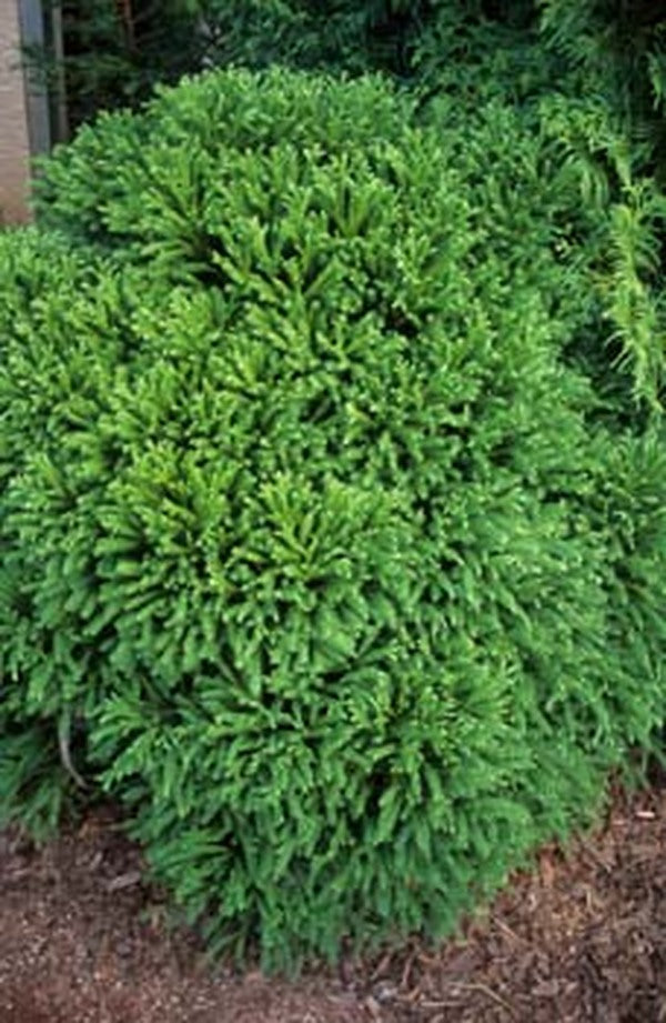 Image of Cryptomeria japonica 'Mitama'|Atlanta Botanical Gdn, GA|