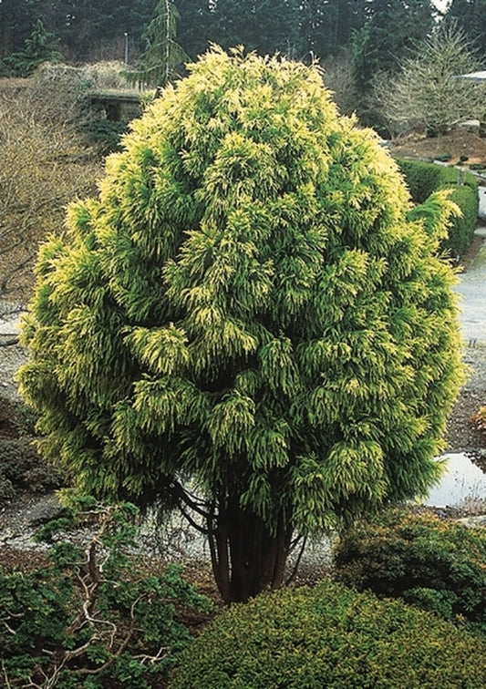Image of Cryptomeria japonica 'Sekkan'|Univ. British Columbia, BC|