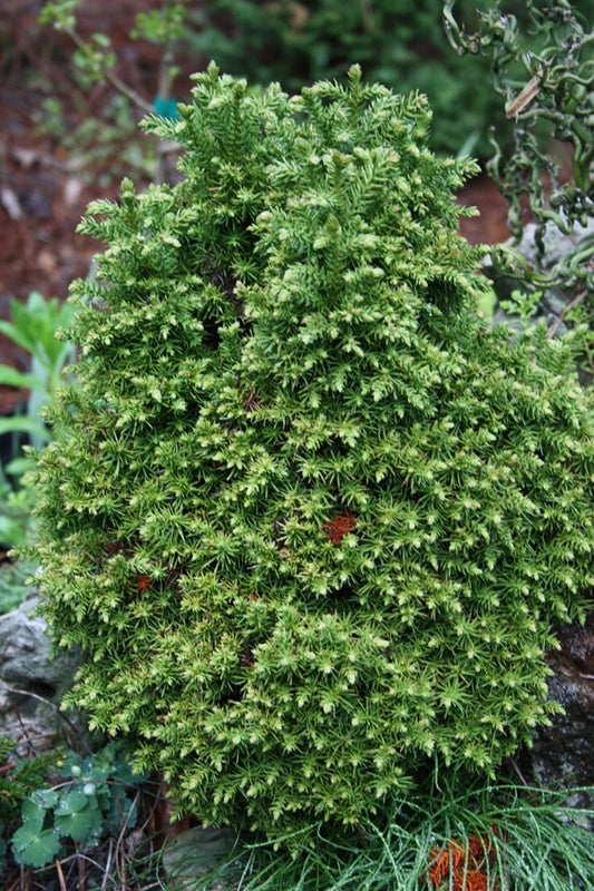Image of Cryptomeria japonica 'Tsukumo'|O. Johnson Gdn, GA|O. Johnson