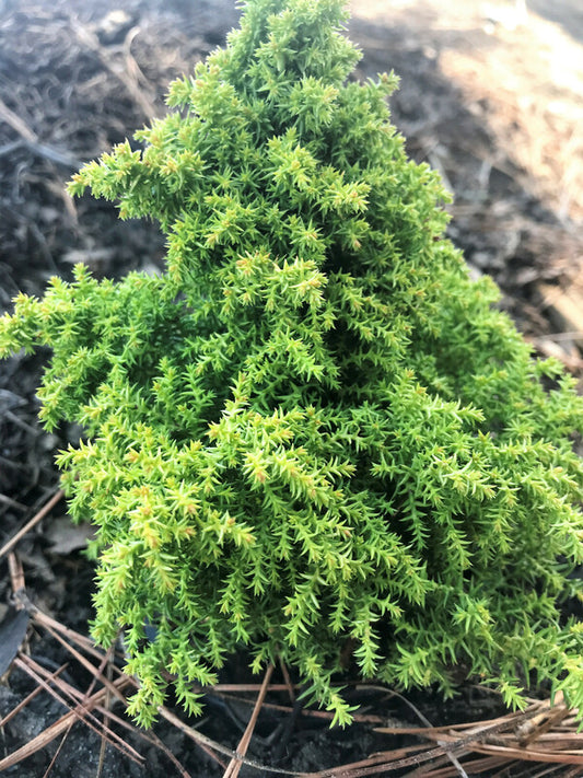 Image of Cryptomeria japonica 'Twinkle Toes'|Juniper Level Botanic Gdn, NC|Chris Hardison