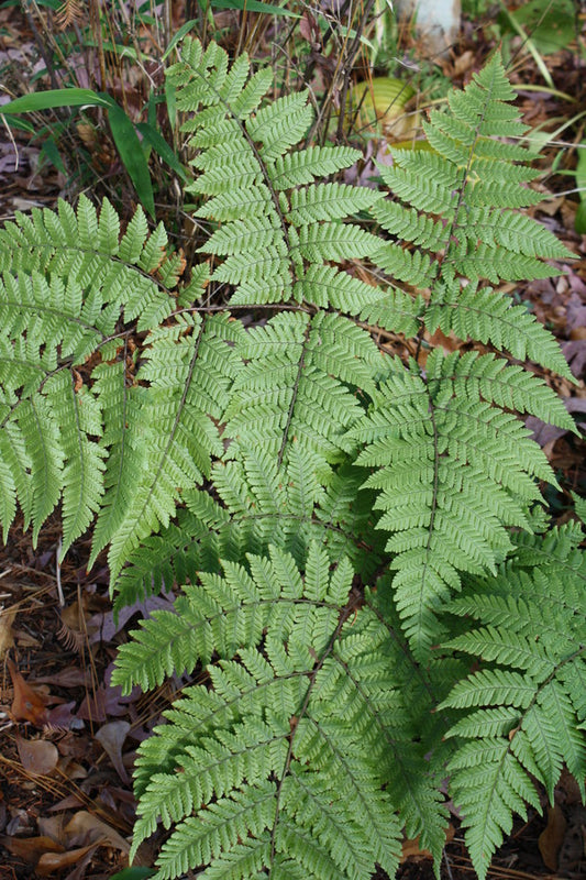Image of Ctenitis subglandulosa 'Hoshizaki'taken at Juniper Level Botanic Gdn, NC