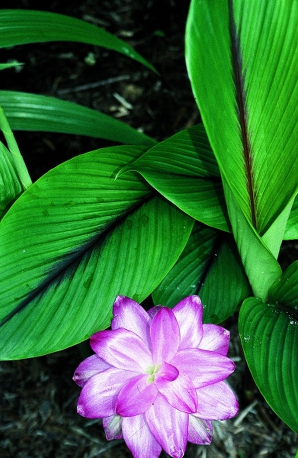 Image of Curcuma 'Bicolor Wonder'|Juniper Level Botanic Gdn, NC|JLBG