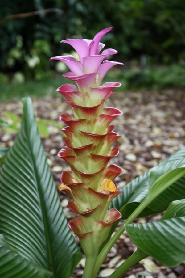 Image of Curcuma 'Sulee Sunshine'taken at Juniper Level Botanic Gdn, NC by JLBG