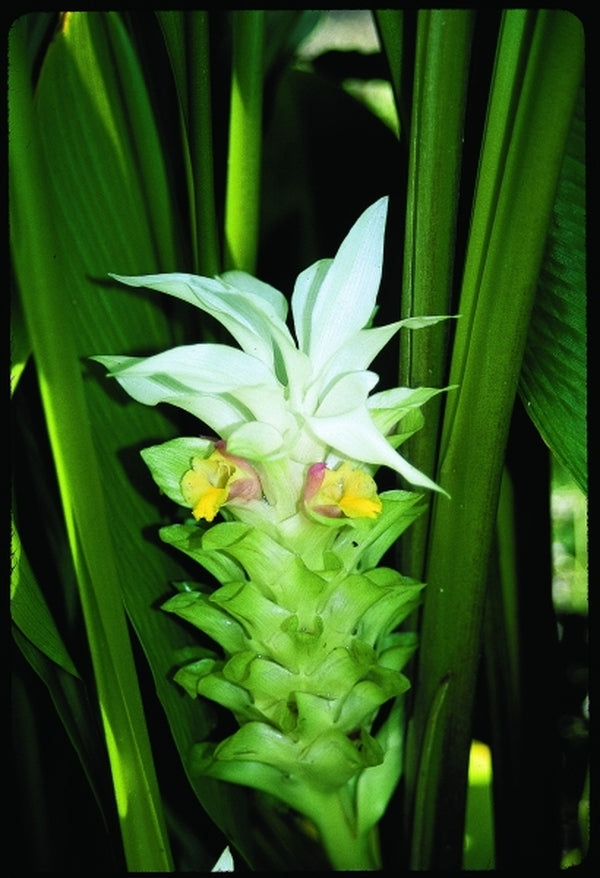 Image of Curcuma 'Summer Snow'|Juniper Level Botanic Gdn, NC|JLBG
