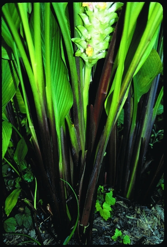 Image of Curcuma 'Summer Snow'|Juniper Level Botanic Gdn, NC|JLBG