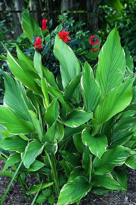 Image of Curcuma longa 'Emperor'|Juniper Level Botanic Gdn, NC|JLBG