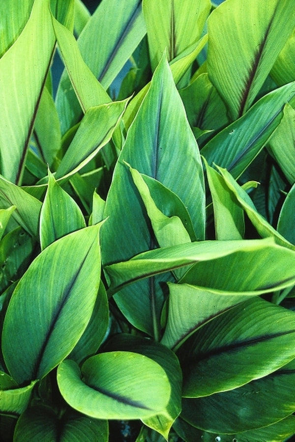 curcuma house plant Curcuma zedoaria