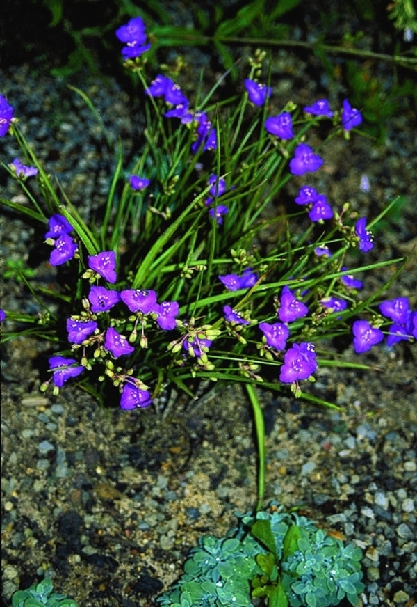 Image of Cuthberthia rosea 'Power Ranger'taken at Juniper Level Botanic Gdn, NC by JLBG