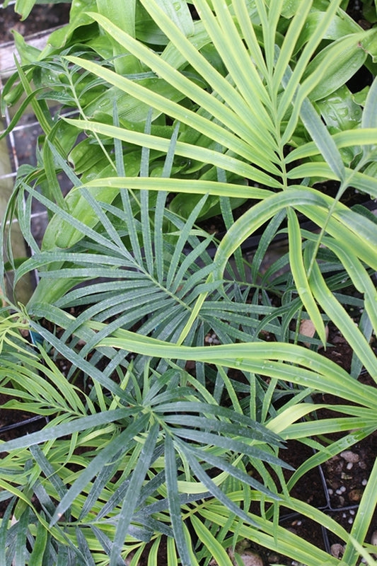Image of Cycas panzhihuaensis x guizhouensis|Juniper Level Botanic Gdn, NC|JLBG