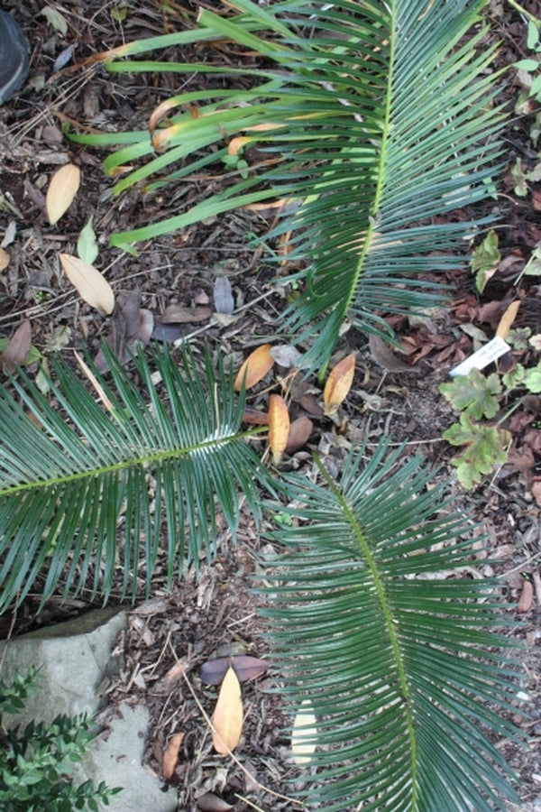 Image of Cycas panzhihuaensis|Juniper Level Botanic Gdn, NC|JLBG
