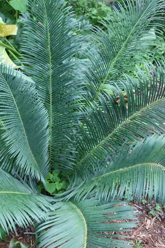 Image of Cycas panzhihuaensis|C. Kluchar Gdn, NC|