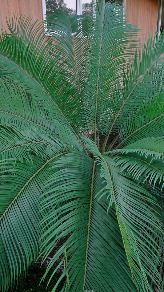 Image of Cycas x panzhioluta taken at Juniper Level Botanic Gdn, NC by JLBG