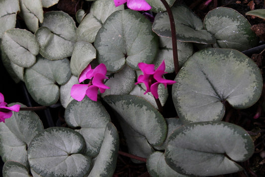 Image of Cyclamen coum 'Red Robin'|Juniper Level Botanic Gdn, NC|