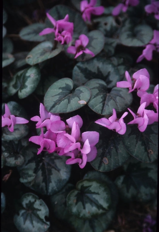 Image of Cyclamen coum|Juniper Level Botanic Gdn, NC|JLBG
