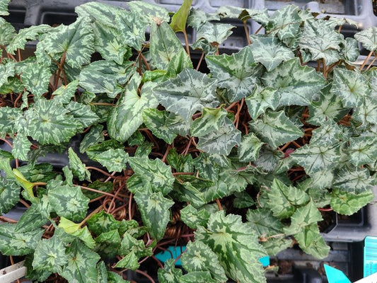 Image of Cyclamen hederifolium 'Ripple Effect'taken at Juniper Level Botanic Gdn, NC by JLBG