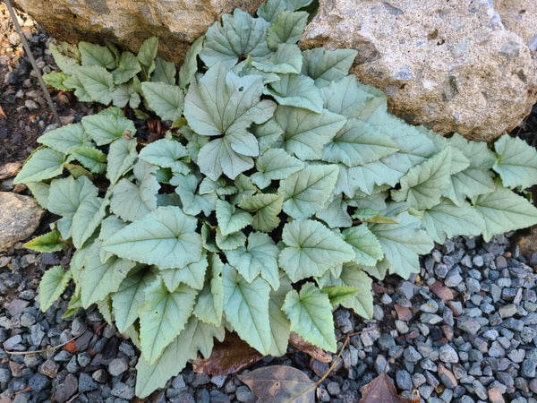 Image of Cyclamen hederifolium 'Silver Angel'taken at Juniper Level Botanic Gdn, NC by JLBG
