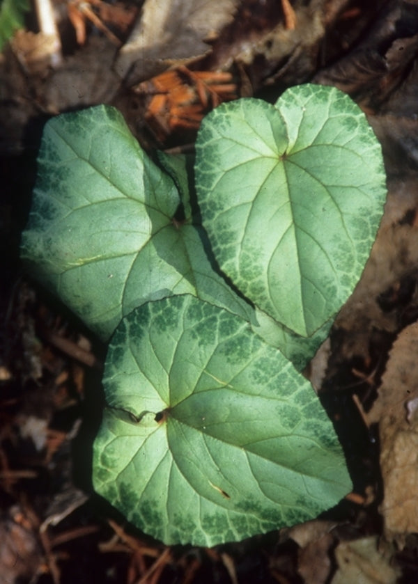Image of Cyclamen hederifolium 'Silver Swan' taken at Juniper Level Botanic Gdn, NC by JLBG