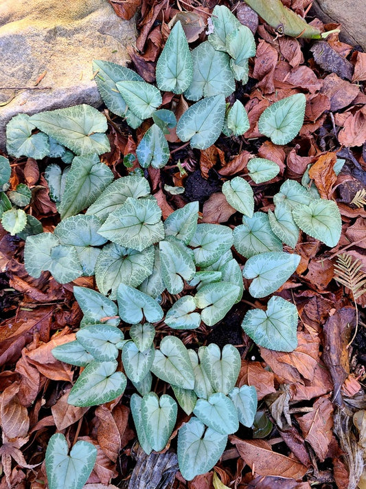 Image of Cyclamen hederifolium 'Silver Swan' taken at Juniper Level Botanic Gdn, NC by JLBG