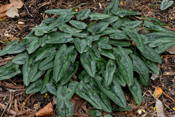 Image of Cyclamen hederifolium long leaf white flowers taken at Juniper Level Botanic Gdn, NC by JLBG