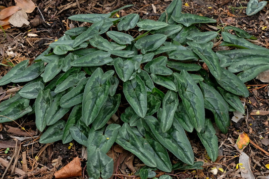 Image of Cyclamen hederifolium long leaf white flowers taken at Juniper Level Botanic Gdn, NC by JLBG