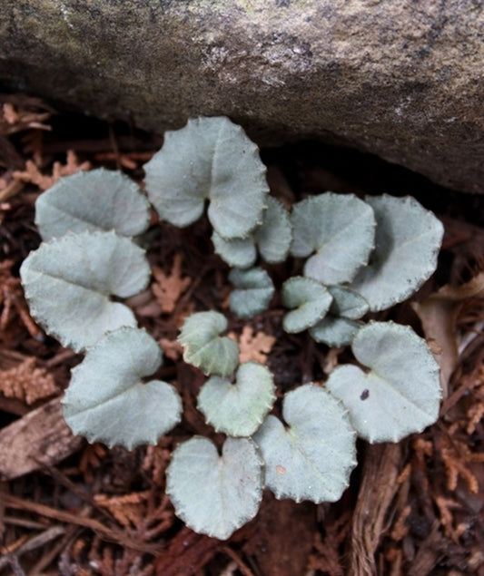 Image of Cyclamen mirabile 'Tilebarn Anne'||