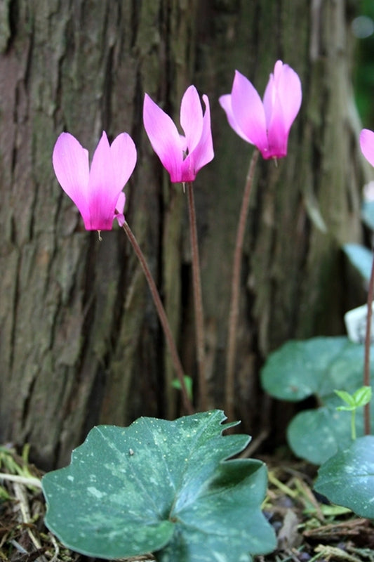 Image of Cyclamen rhodium||