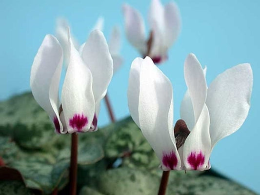 Image of Cyclamen x wellensiekii||J. Lonsdale