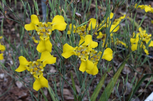 Image of Cypella herbertii ssp. brevicristata|Juniper Level Botanic Gdn, NC|JLBG
