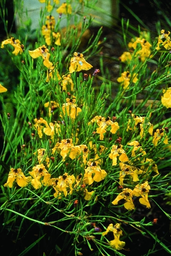 Image of Cypella herbertii|Juniper Level Botanic Gdn, NC|JLBG