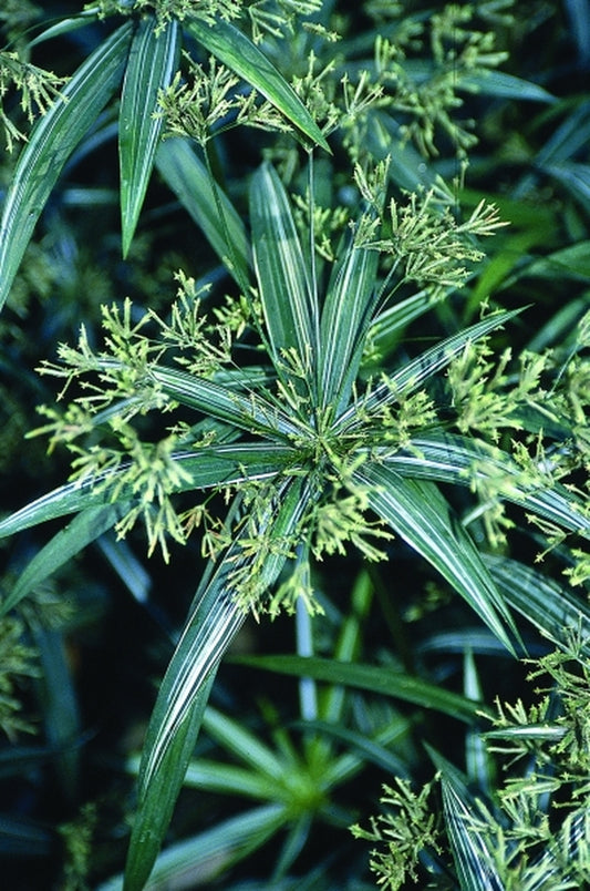 Image of Cyperus albostriatus 'Variegatus'|Juniper Level Botanic Gdn, NC|JLBG
