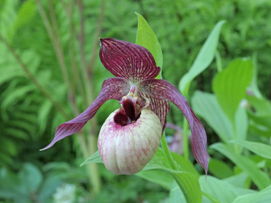 Image of Cypripedium 'Axel'taken at Weinert Gdn, Germany by Frosch Cypripedium