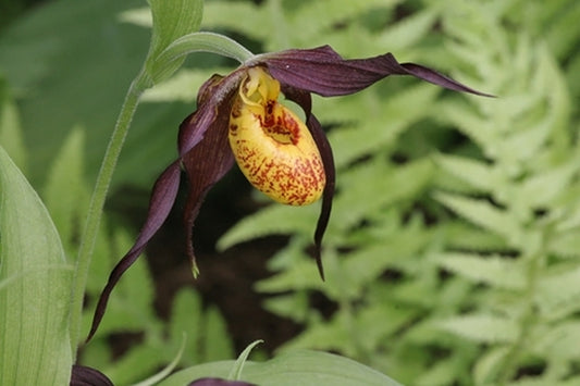 Image of Cypripedium 'Chauncey'taken at Weinert Gdn, Germany by M. Weinert